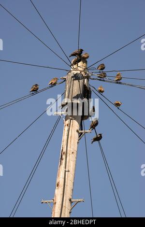 Les starlings se sont rassemblés sur un poteau télégraphique; Banque D'Images