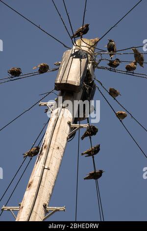 Les starlings se sont rassemblés sur un poteau télégraphique; Banque D'Images