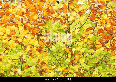 Feuilles de hêtre (Fagus sylvatica) changeant sa couleur en automne. Banque D'Images