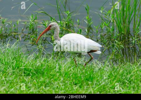 Ibis blanc (Eudocimus albus) Banque D'Images
