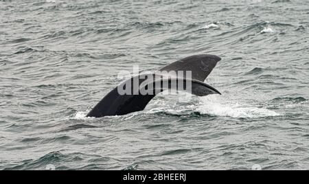 Observation des baleines à Hermanus, en Afrique du Sud, à une journée venteuse Banque D'Images