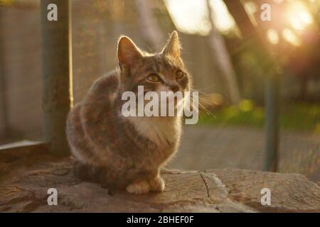 Joli Chat Gris Cendre Se Detendre Sur Le Sol En Pierre A L Exterieur Photo Stock Alamy