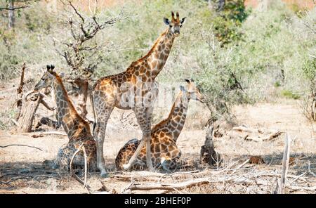 Girafes au Parc National Kruger, Afrique du Sud (gros plan) Banque D'Images