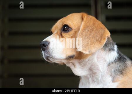 Joli chien beagle féminin à la recherche. Banque D'Images