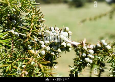 Le genévrier commun ( Juniperus communis). Banque D'Images