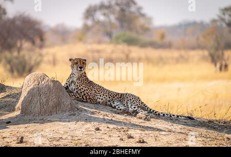 Détendez-vous à Cheetah dans le parc national Kruger, en Afrique du Sud, pendant la saison d'hiver Banque D'Images