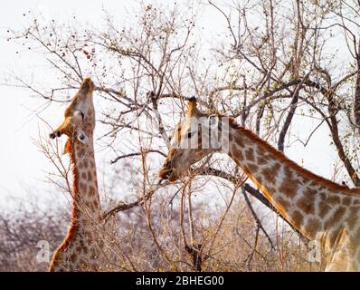 Girafes au Parc National Kruger, Afrique du Sud (gros plan) Banque D'Images