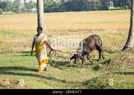 Femme avec leur animal de ferme au village de Kerala. Banque D'Images