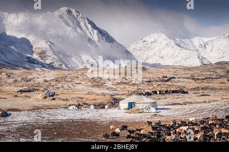 Yourte et troupeau de moutons devant les montagnes enneigées de l'Altaï en automne, province de Bayan-Ulgii, Mongolie, Asie Banque D'Images