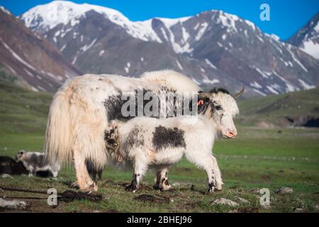 White Yak (Bos grunniens), mère suce jeune, montagnes de l'Altaï, province de Bayan-Ulgii, Mongolie, Asie Banque D'Images