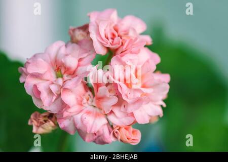 Fleurs de pélargonium. Horseshue pelargonium ou Pelargonale. Mise au point sélective Banque D'Images