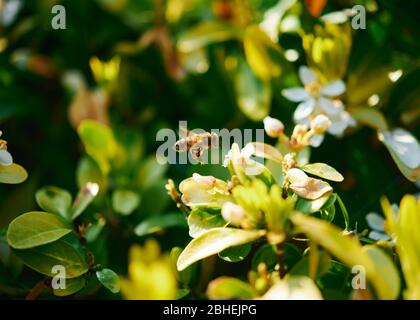 Une abeille de miel en vol se préparant à se nourrir à une fleur par un jour ensoleillé. Banque D'Images