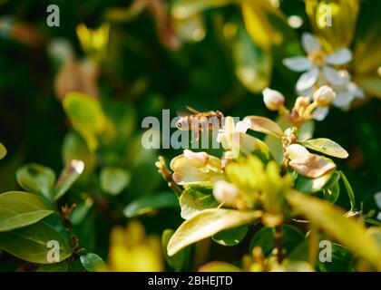 Une abeille de miel en vol se préparant à se nourrir à une fleur par un jour ensoleillé. Banque D'Images