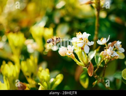 Une abeille de miel en vol se préparant à se nourrir à une fleur par un jour ensoleillé. Banque D'Images