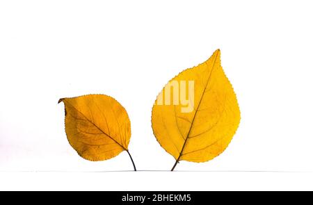 L'automne jaune tombé leafs isolated on white Banque D'Images