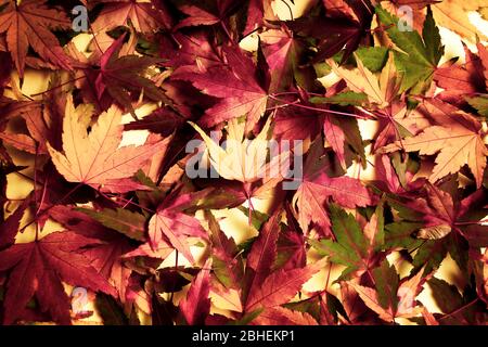 Un bouquet de feuilles tombées en automne crée un motif de fond Banque D'Images