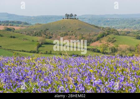 Bridgport, Dorset, Royaume-Uni. 25 avril 2020. Météo britannique. Un tapis de bluebells en pleine floraison sur Eype en bas près de Bridgport à Dorset en regardant vers Colmers Hill dans un après-midi chaud et ensoleillé. Crédit photo : Graham Hunt/Alay Live News Banque D'Images