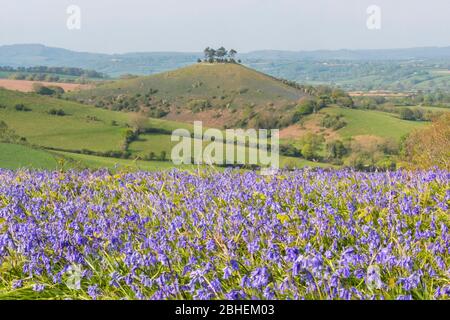 Bridgport, Dorset, Royaume-Uni. 25 avril 2020. Météo britannique. Un tapis de bluebells en pleine floraison sur Eype en bas près de Bridgport à Dorset en regardant vers Colmers Hill dans un après-midi chaud et ensoleillé. Crédit photo : Graham Hunt/Alay Live News Banque D'Images