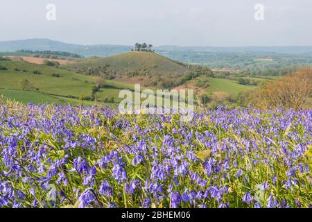 Bridgport, Dorset, Royaume-Uni. 25 avril 2020. Météo britannique. Un tapis de bluebells en pleine floraison sur Eype en bas près de Bridgport à Dorset en regardant vers Colmers Hill dans un après-midi chaud et ensoleillé. Crédit photo : Graham Hunt/Alay Live News Banque D'Images