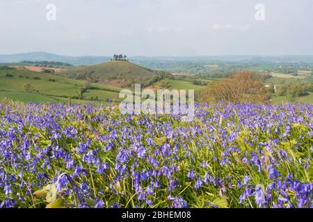 Bridgport, Dorset, Royaume-Uni. 25 avril 2020. Météo britannique. Un tapis de bluebells en pleine floraison sur Eype en bas près de Bridgport à Dorset en regardant vers Colmers Hill dans un après-midi chaud et ensoleillé. Crédit photo : Graham Hunt/Alay Live News Banque D'Images