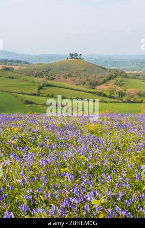 Bridgport, Dorset, Royaume-Uni. 25 avril 2020. Météo britannique. Un tapis de bluebells en pleine floraison sur Eype en bas près de Bridgport à Dorset en regardant vers Colmers Hill dans un après-midi chaud et ensoleillé. Crédit photo : Graham Hunt/Alay Live News Banque D'Images