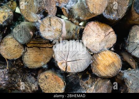 Image couleur horizontale avec vue avant de la texture des bois de chauffage des oliviers Banque D'Images