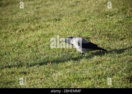 Au milieu de la pelouse verte se dresse un corbeau avec un cou allongé Banque D'Images