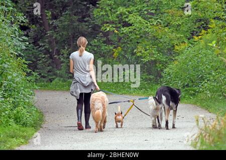 Femme marcheur de chien avec chiens tout en marchant dehors Banque D'Images