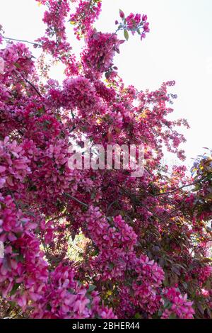 gros angle de la pointe d'un arbre de crabapple de profusion en pleine floraison. Le nom scientifique de cet arbre à fleurs violet-rouge est malus moerlandsii Banque D'Images