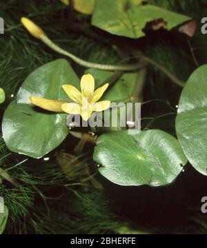 Fleur de fanwort (Cabomba Aquatica) Banque D'Images