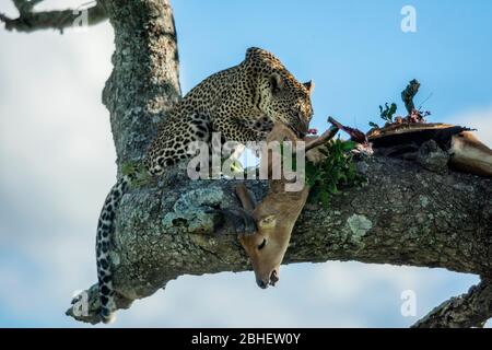 Leopard antilope manger sur un arbre dans le Parc National du Serengeti Banque D'Images