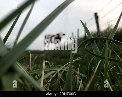 La vache Montbeliarde est une race de bovins laitiers rouges, située dans le champ de Doubs, Bourgogne, Franche-Comté, en France orientale, Europe Banque D'Images