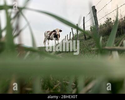 La vache Montbeliarde est une race de bovins laitiers rouges, située dans le champ de Doubs, Bourgogne, Franche-Comté, en France orientale, Europe Banque D'Images