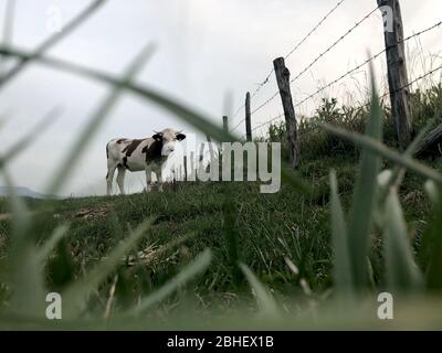 La vache Montbeliarde est une race de bovins laitiers rouges, située dans le champ de Doubs, Bourgogne, Franche-Comté, en France orientale, Europe Banque D'Images