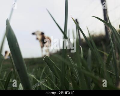 La vache Montbeliarde est une race de bovins laitiers rouges, située dans le champ de Doubs, Bourgogne, Franche-Comté, en France orientale, Europe Banque D'Images