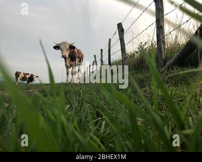 La vache Montbeliarde est une race de bovins laitiers rouges, située dans le champ de Doubs, Bourgogne, Franche-Comté, en France orientale, Europe Banque D'Images