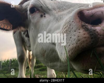 De plus près, la vache Montbeliarde est une race de bovins laitiers rouges, debout dans le Doubs, Bourgogne, Franche-Comté, France orientale, Banque D'Images