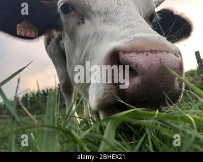 De plus près, la vache Montbeliarde est une race de bovins laitiers rouges, debout dans le Doubs, Bourgogne, Franche-Comté, France orientale, Banque D'Images