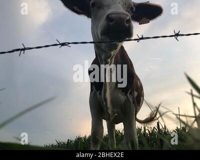 La vache Montbeliarde est une race de bovins laitiers rouges, située dans le champ de Doubs, Bourgogne, Franche-Comté, en France orientale, Europe Banque D'Images