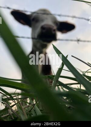 La vache Montbeliarde est une race de bovins laitiers rouges, située dans le champ de Doubs, Bourgogne, Franche-Comté, en France orientale, Europe Banque D'Images