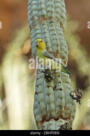 Parrolet à face jaune (xanthops de Forpus) adulte se nourrissant sur les Balsas de fruits de cactus, Pérou Mars Banque D'Images