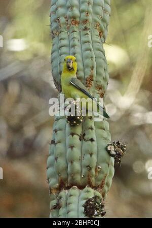 Parrolet à face jaune (xanthops de Forpus) adulte se nourrissant sur les Balsas de fruits de cactus, Pérou Mars Banque D'Images