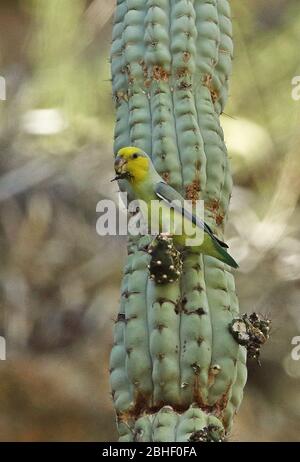 Parrolet à face jaune (xanthops de Forpus) adulte se nourrissant sur les Balsas de fruits de cactus, Pérou Mars Banque D'Images