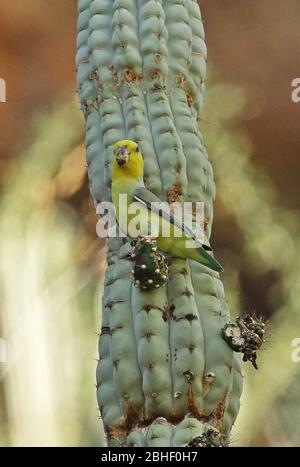 Parrolet à face jaune (xanthops de Forpus) adulte se nourrissant sur les Balsas de fruits de cactus, Pérou Mars Banque D'Images