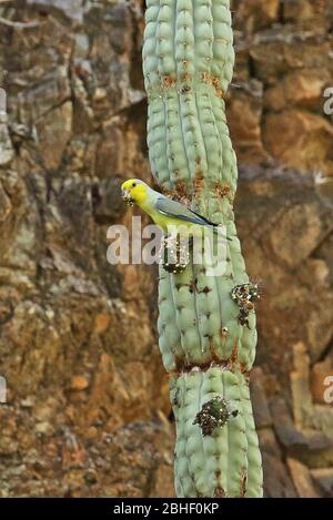 Parrolet à face jaune (xanthops de Forpus) adulte se nourrissant sur les Balsas de fruits de cactus, Pérou Mars Banque D'Images