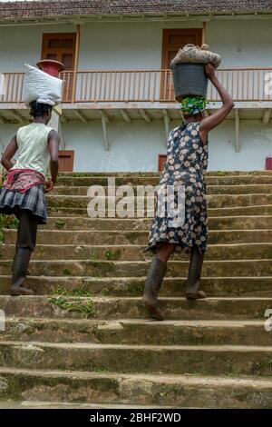 Les femmes locales transportant des marchandises sur leur tête à la plantation de café de Monte café sur l'île Sao Tomé, Sao Tomé-et-principe. Banque D'Images