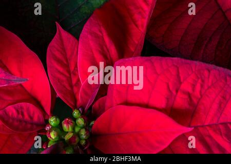 Poinsettia - (Euphorbia pulcherrima) - gros plan Banque D'Images