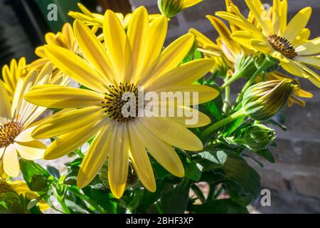 Image détaillée de la fleur de Marguerite africaine de couleur jaune (Osteospermum) Banque D'Images
