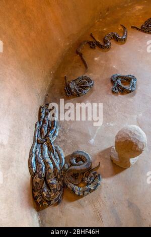 Pythons dans le Temple du Python à Ouidah, Bénin. Banque D'Images