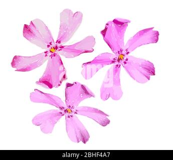 Illustration de la belle fleur spatiale rose douce isolée sur fond blanc. Fleur de phlox susubulata unique adaptée à un arrangement unique. Banque D'Images